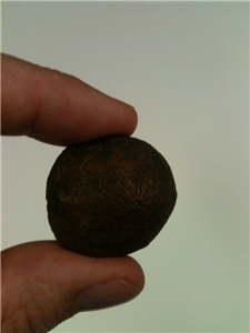 Authentic Fossil Echinod Rough Brown