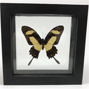 Real Butterfly Framed | Heraclides Garleppi