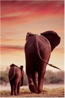 elephant poster, elephant and baby poster, safari poster, elephants poster, elephant and calf poster