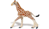 Reticulated Giraffe Baby, Safari Jungle Reticulated Giraffe Baby, Wild Safari Giraffe Baby, Giraffe 