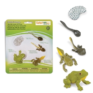 Life Cycle of A Frog Safari Frog Toy Model