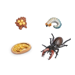 Life Cycle of a Stag Beetle Safari Model 