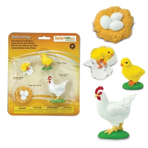 Life Cycle of a Chicken Safari Chicken Model