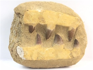 Ugly Box: Dinosaur Fossil Mosasaur Jaw Teeth in Matrix