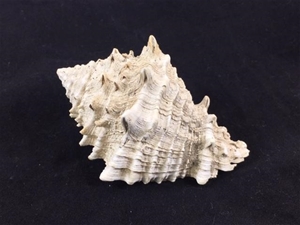 Medium Fosilized Seashell
