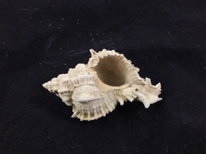 Small Fosilized Seashell