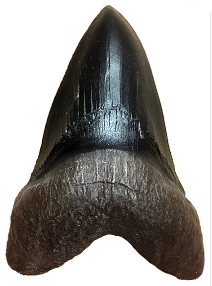 Carcharodon Megalodon Shark Tooth Fossil Replica
