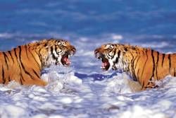 Bengal Tigers Roaring Poster, tiger poster, bengal tiger poster, educational poster bengal tiger mou