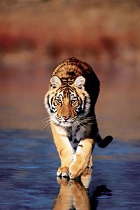 Tiger Walking Poster