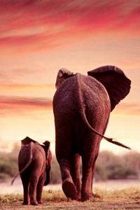 Elephant &amp; Calf Walking Poster Laminted by Safari, elephant poster, safari poster