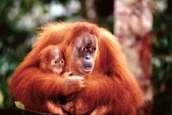 Orangutan with Baby Poster