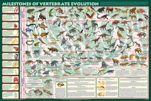 Milestones of Vertebrate Evolution (Laminated)