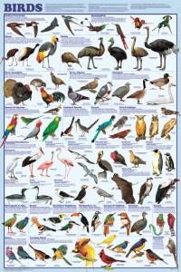 Birds Poster (laminated)