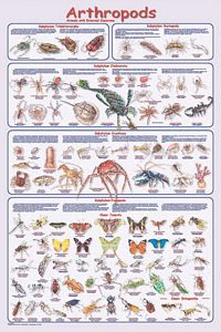 Arthropods Poster (Laminated)