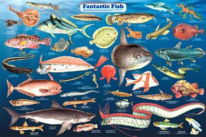 Fantastic Fish Poster (Laminated)