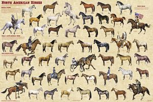 North American Horses Poster (Laminated)
