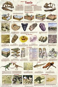 Introduction to Fossils Poster (Laminated)