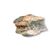 Petrified Wood - rocks for sale - buy rocks