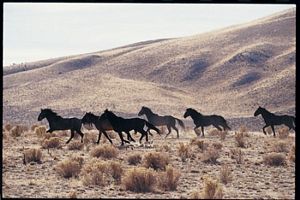 Running Wild Horses Poster Laminated