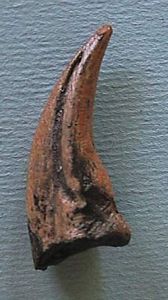 Stenonychosaurus Claw Replica, dinosaur claw, dinosaur claw model, dinosaur claw resin casting