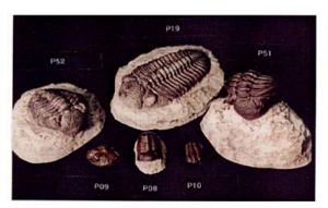 Trilobite Replica, trilobite model, trilobite casting, trilobite fossil resin casting, trilobite fos