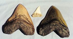 Shark Tooth Replica White Caracharadon Megalodon (5.3 in.)