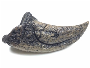 Tyrannosaurus Toe Claw Replica, trex claw model, trex toe claw resin casting, tyrannosaurus rex toe 