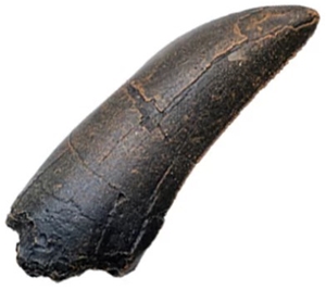 albertosaurus tooth for sale