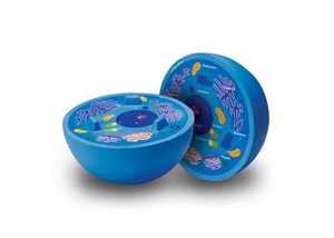 Soft Foam Cross-Section Animal Cell Model