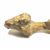 T-Rex Brain Cast, tyrannosaurus brain replica, tyrannosaurus rex brain model, trex brain resin casti