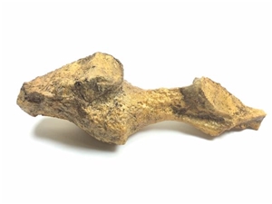 T-Rex Brain Cast, tyrannosaurus brain replica, tyrannosaurus rex brain model, trex brain resin casti