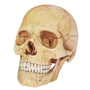4D Human Anatomy Exploded Skull