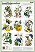 Insect Metamorphism Poster (Laminated)