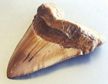 Replica Shark Tooth - MIOCENE CALIFORNIA