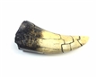 T-Rex Tooth Replica, Tyrannosaurus Rex tooth model, Resin Casting, T-Rex Tooth model